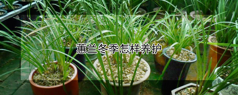 蕙蘭冬季怎樣養護