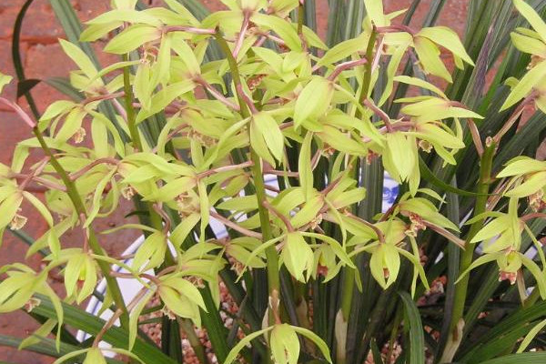 蕙蘭冬季怎樣養護