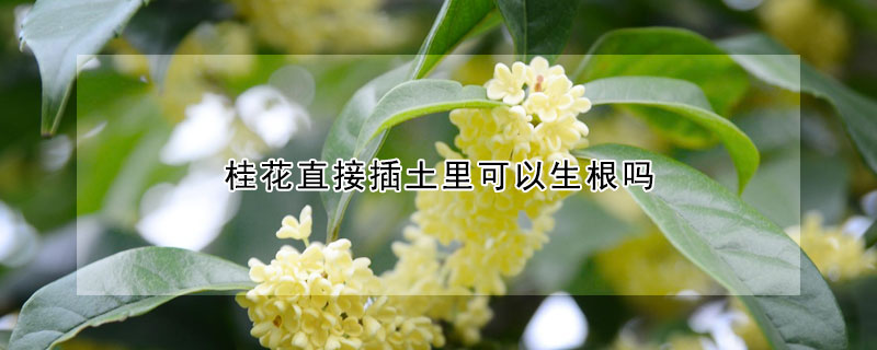 桂花直接插土裏可以生根嗎