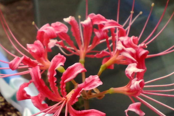 石蒜花葉子什麼時候枯萎