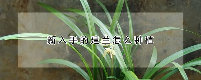 新入手的建蘭怎麼種植