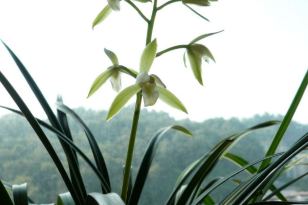 新入手的建蘭怎麼種植