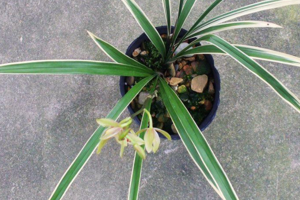 新入手的建蘭怎麼種植