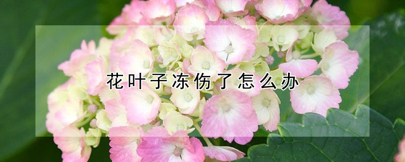 花葉子凍傷了怎麼辦
