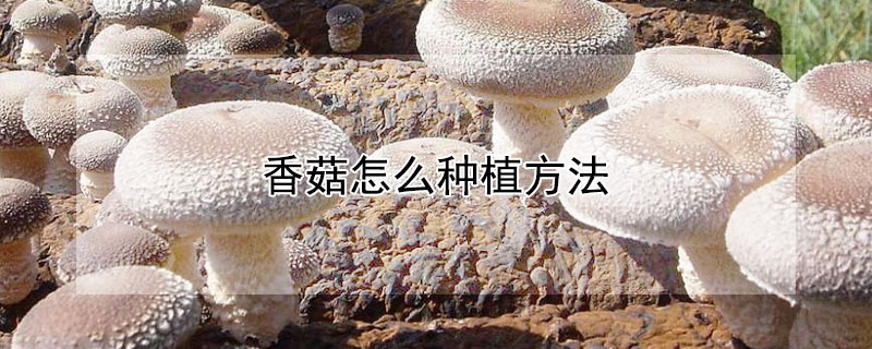 香菇怎麼種植方法