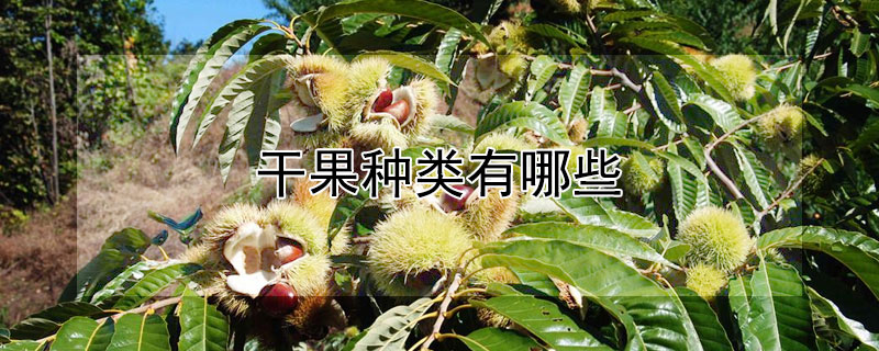 幹果種類有哪些