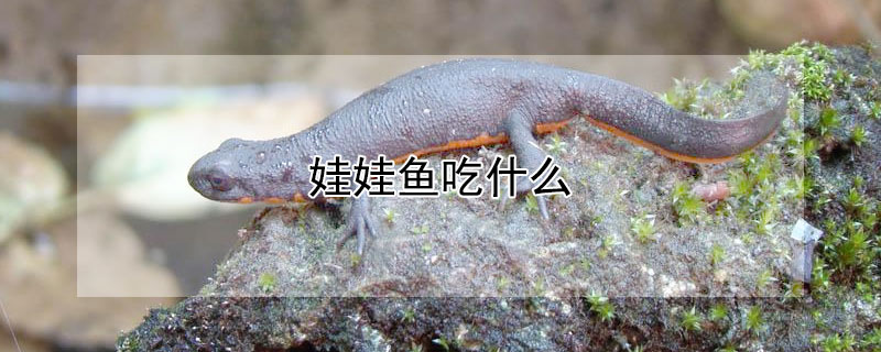娃娃魚吃什麼