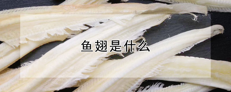 魚翅是什麼