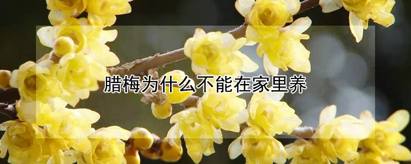 臘梅為什麼不能在家裏養