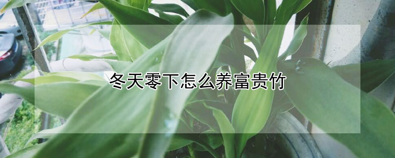 冬天零下怎麼養富貴竹