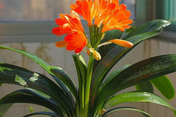 君子蘭花苞被夾住長不出怎麼辦
