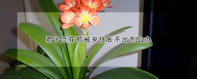 君子蘭花苞被夾住長不出怎麼辦