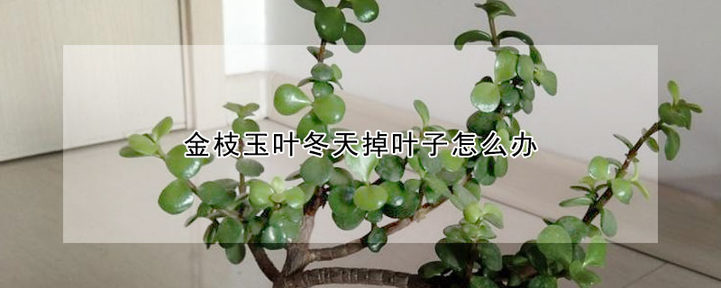 金枝玉葉冬天掉葉子怎麼辦