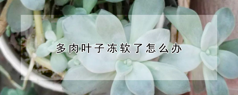 多肉葉子凍軟了怎麼辦