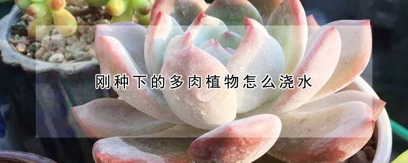 剛種下的多肉植物怎麼澆水