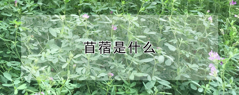 苜蓿是什麼