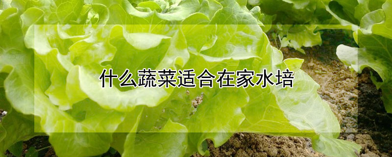 什麼蔬菜適合在家水培