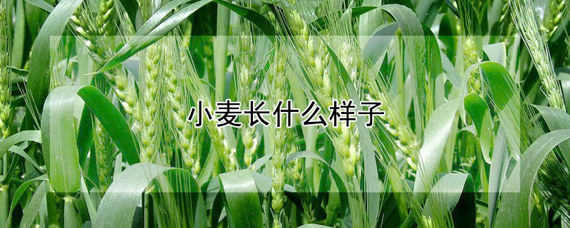 小麥長什麼樣子