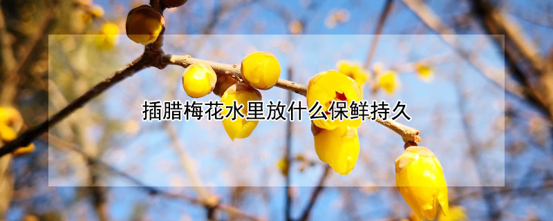 插臘梅花水裏放什麼保鮮持久