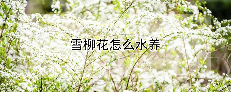 雪柳花怎麼水養