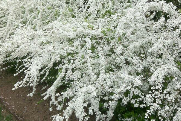 雪柳花怎麼水養