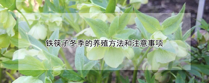 鐵筷子冬季的養殖方法和注意事項