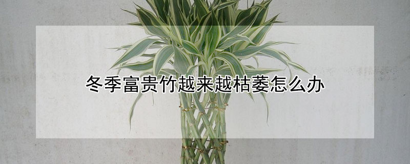 冬季富貴竹越來越枯萎怎麼辦