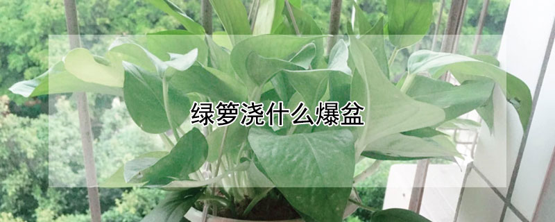 綠籮澆什麼爆盆