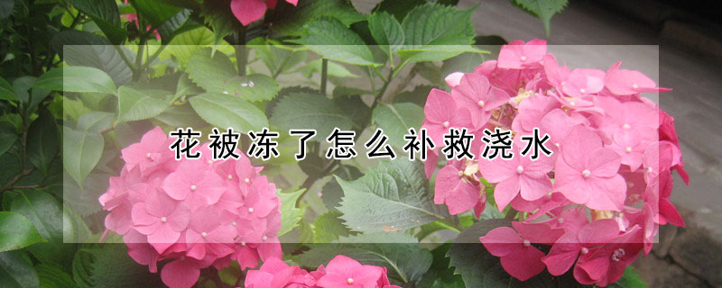 花被凍了怎麼補救澆水