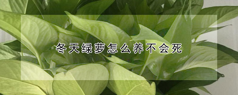 冬天綠蘿怎麼養不會死