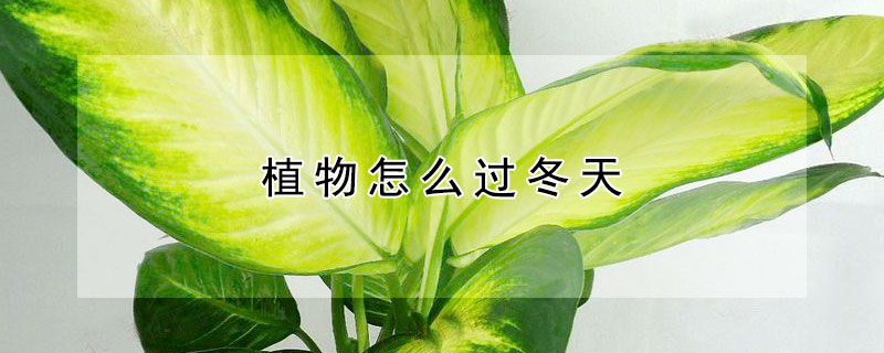 植物怎麼過冬天