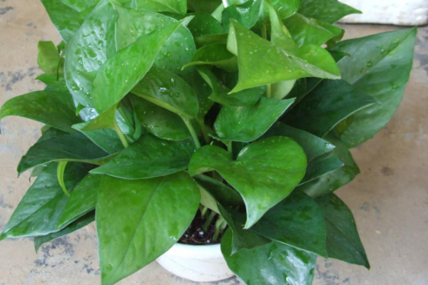 植物怎麼過冬天