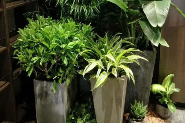 植物怎麼過冬天