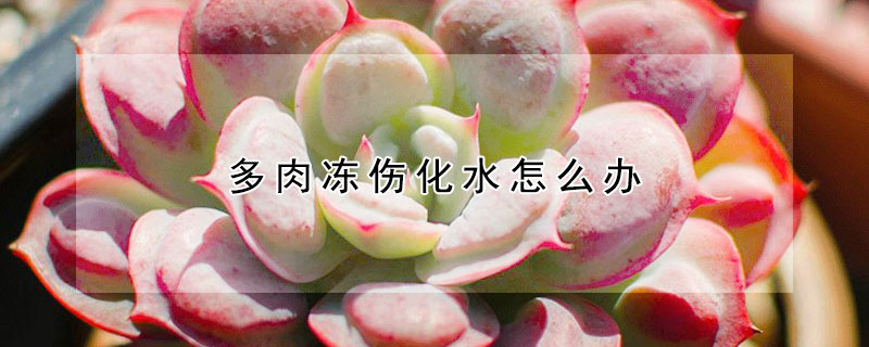多肉凍傷化水怎麼辦
