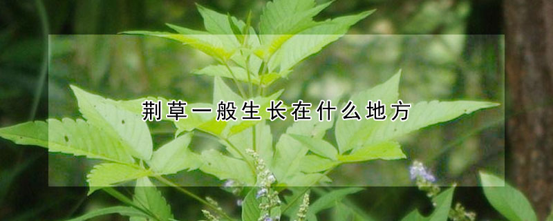 荊草一般生長在什麼地方