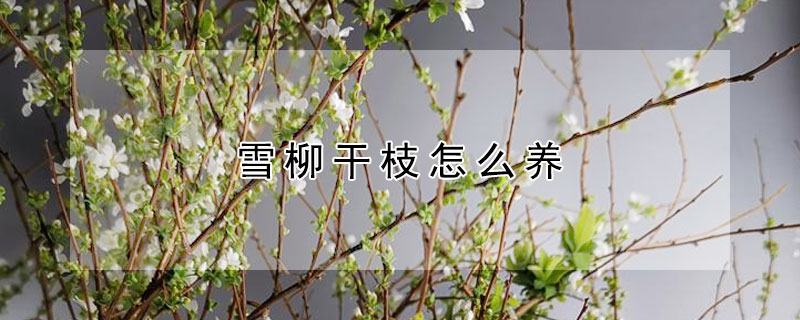 雪柳幹枝怎麼養
