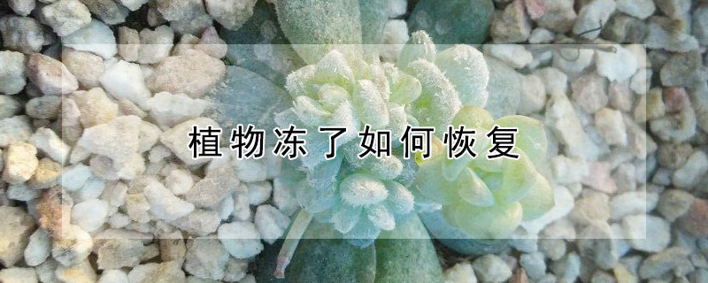 植物凍了如何恢複