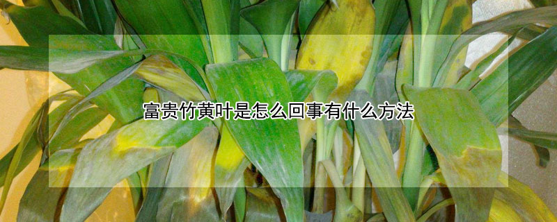 富貴竹黃葉是怎麼回事有什麼方法