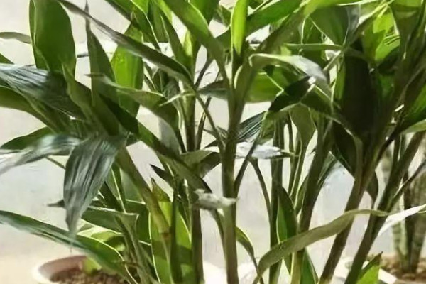 富貴竹黃葉是怎麼回事有什麼方法
