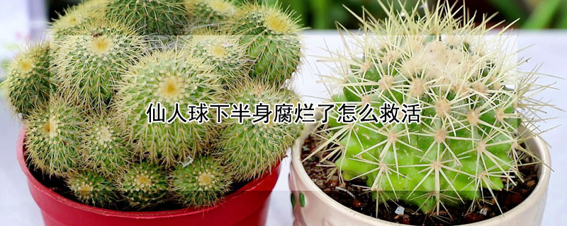 仙人球下半身腐爛了怎麼救活