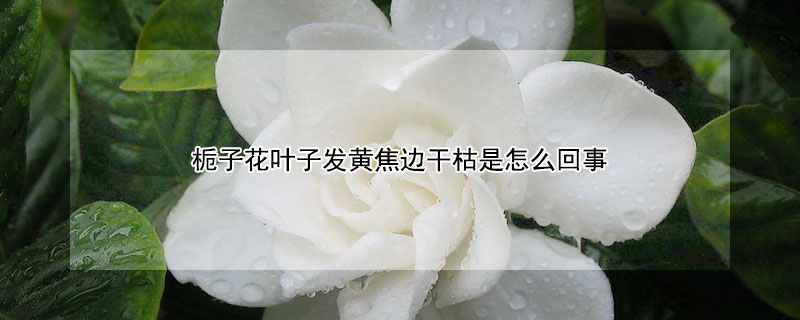 梔子花葉子發黃焦邊幹枯是怎麼回事
