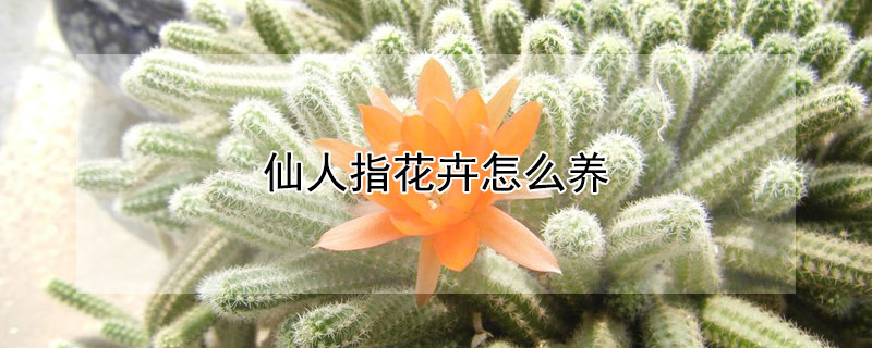 仙人指花卉怎麼養