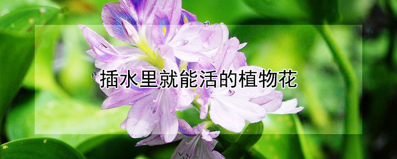 插水裏就能活的植物花
