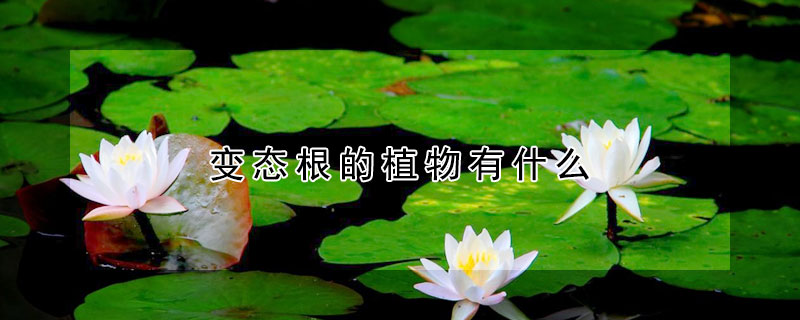 變態根的植物有什麼