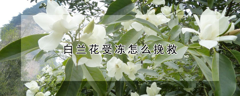 白蘭花受凍怎麼挽救