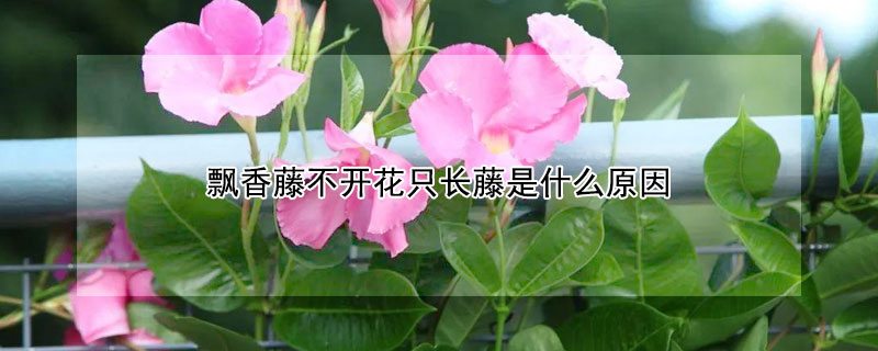 飄香藤不開花隻長藤是什麼原因