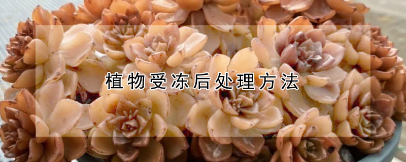 蘆薈冬天凍軟後咋補救