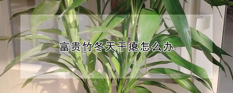 富貴竹冬天幹癟怎麼辦