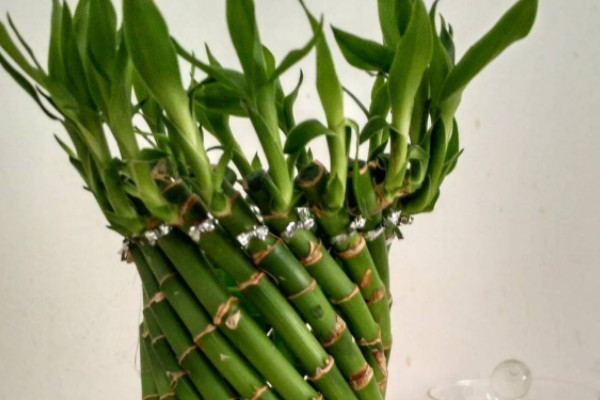 富貴竹冬天幹癟怎麼辦