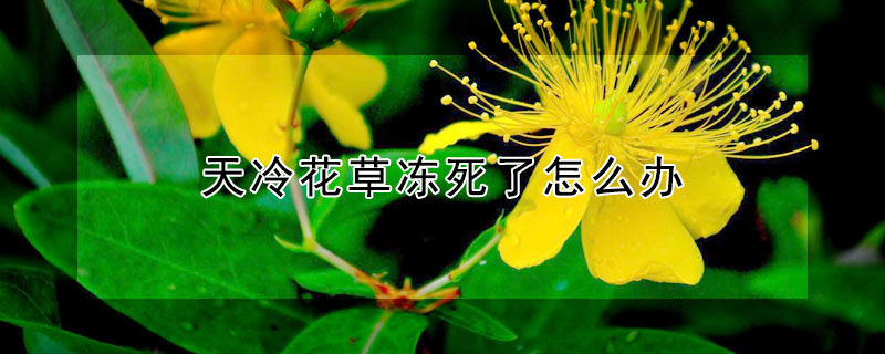 天冷花草凍死了怎麼辦
